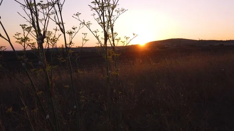 Summer sunset on the hill. Stock Footage 114384397