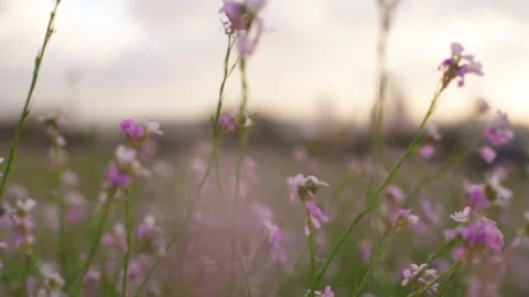 Summer sunset illuminates the blooming fields of pink flowers in countryside. Stock Footage 130938368