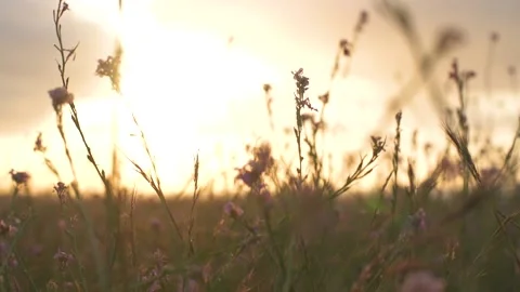 Summer sunset illuminates the blooming fields of pink flowers in countryside. Stock Footage 130938399