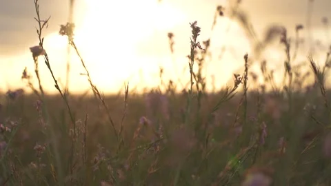 Summer sunset illuminates the blooming fields of pink flowers in countryside , Stock Footage 130938456