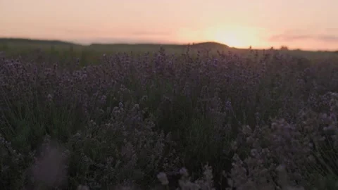 Summer sunset illuminates the blooming fields of lavender Stock-Footage 137973551