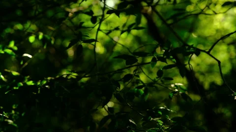 Summer sunset, lush foliage in the forest, beautiful Stock Footage 278006201