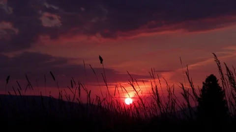 Summer sunset meadow Stock Footage 105869352