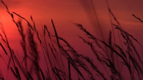 Summer sunset meadow Stock Footage 105874649