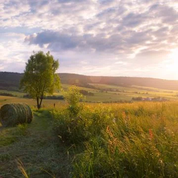 Summer sunset meadow with tree Foto stock