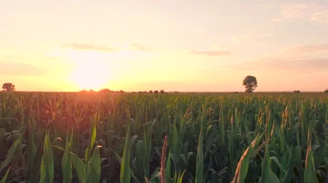 Summer Sunset Over Corn Field Aerial Close Fly By Shot Agriculture Healthy Stock Footage 52935699