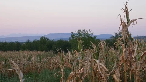 Summer Sunset Over Corn Field Video stock 79749933
