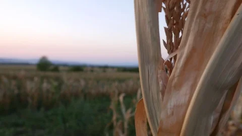 Summer Sunset Over Corn Field Video stock 79749948