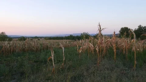 Summer Sunset Over Corn Field Video stock 79750000