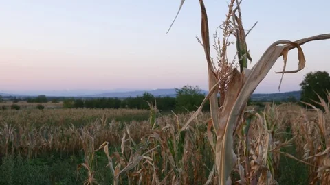 Summer Sunset Over Corn Field Video stock 79750166