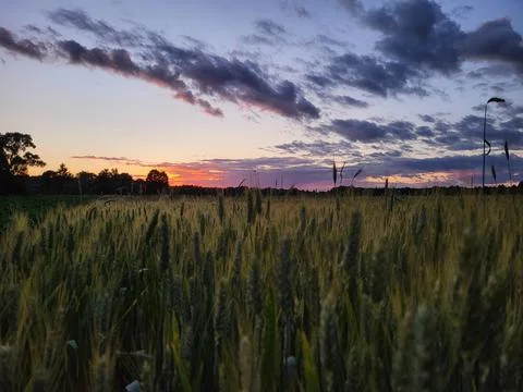 Summer sunset over a field with dramatic dark clouds Stock Photos