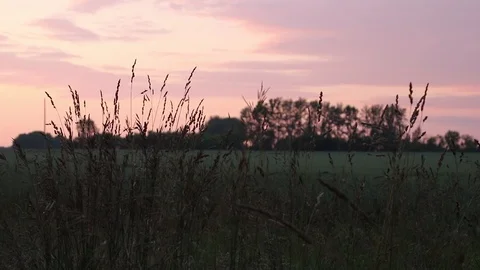 Summer sunset over the field Stock Footage 119873603