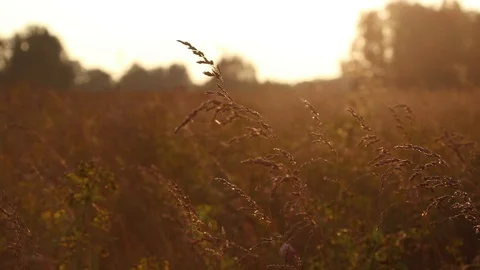 Summer sunset over the field Stock Footage 119873810