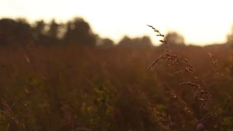 Summer sunset over the field Video stock 119873823