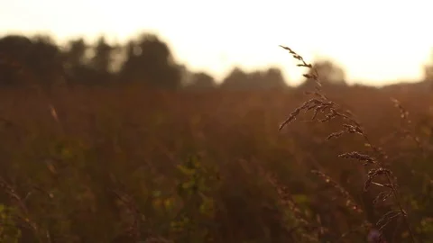 Summer sunset over the field Stock Footage 119873838