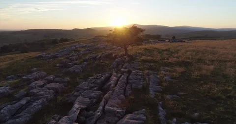 Summer sunset over lonely tree Stock Footage 86017006