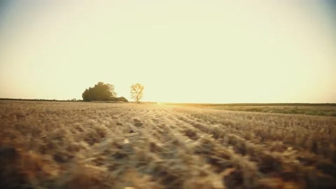 Summer sunset over a stubble field. Agricultural landscape. Mown field. Stock-Footage 149241488