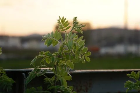 Summer sunset Stockfoto's