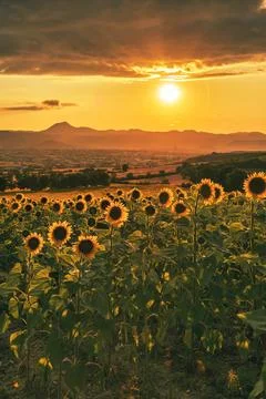 Summer sunset Stock Photos