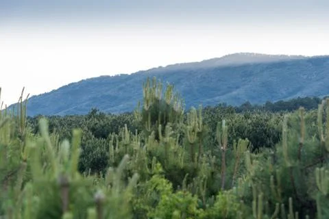 Summer sunset in the pine forest mountains Stock Photos