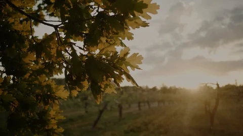 Summer Sunset shot with leafs of tree on shot moving on wind. Slow Motion. Stock Footage 129875638
