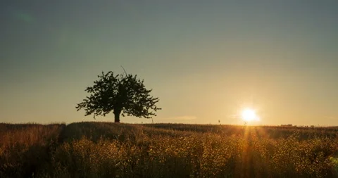 Summer sunset time lapse with old sweet cherry tree Stock Footage 98554072