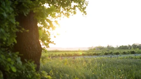 Summer sunset on a wheat field Stock Footage 132713169