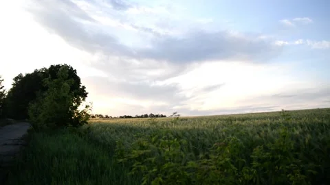 Summer sunset on a wheat field Stock Footage 132713358