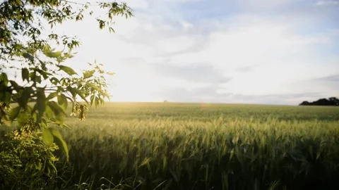 Summer sunset on a wheat field Stock Footage 132713401