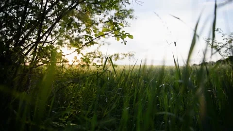 Summer sunset on a wheat field Stock Footage 132713557