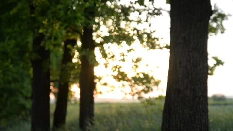 Summer sunset on a wheat field Stockbeeldmateriaal 132714082