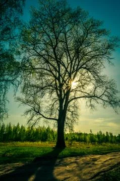 Summer sunset in the woods with rays Stock Photos