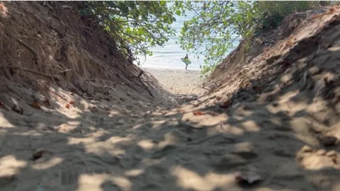 Summer Sunshine beach and surfer seen through forest trees Stock Footage 246962052