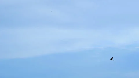 Summer Swallow Flying over deep blue sky,fly spring bird flock slow motion Vídeos de archivo 132594969