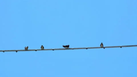 Summer swallows flock resting on electric power line cable over bright blue sky Stock Footage 133008964