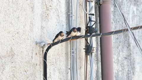 Summer swallows flock resting on electric power line cable,wild animals,birds Stock Footage 134340192