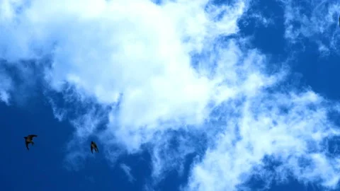 Summer swallows flying over deep blue clouds sky motion,animal birds flock 4k Stock Footage 132971800