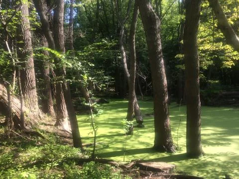 Summer Swamp Stock Photos