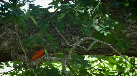 Summer Tanager Stock Footage 52766927