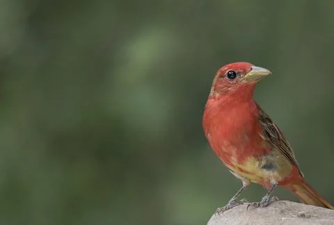 Summer tanager Stock Photos