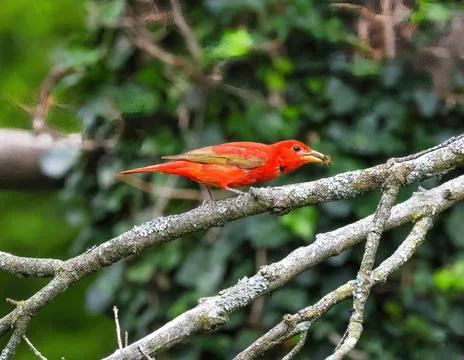 Summer Tanager Stock Photos
