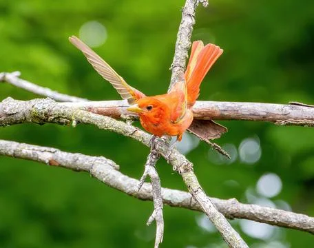Summer Tanager Stock Photos
