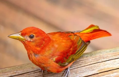 Summer Tanager Stock Photos