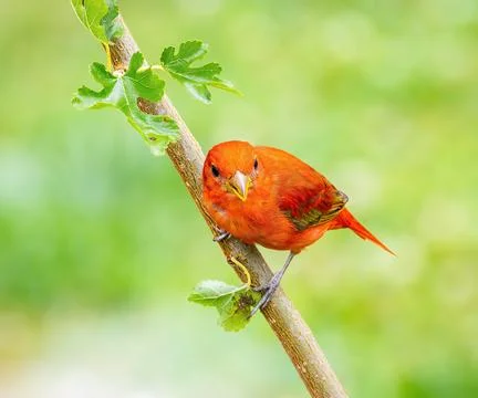 Summer Tanager Stock Photos