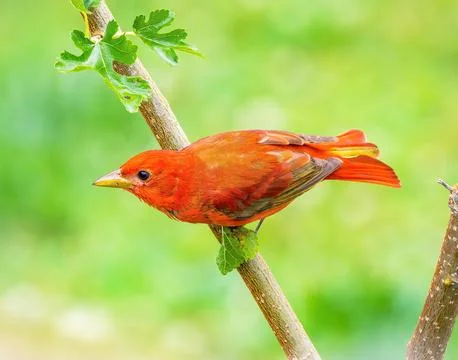 Summer Tanager Stock Photos
