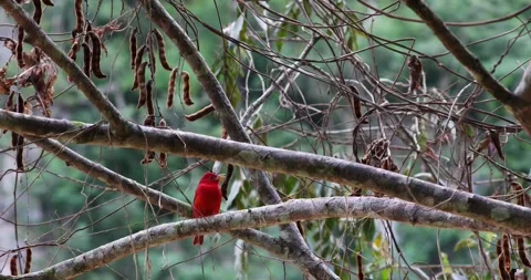 Summer Tanager in the rainforest of Belize 库存影片 331575862