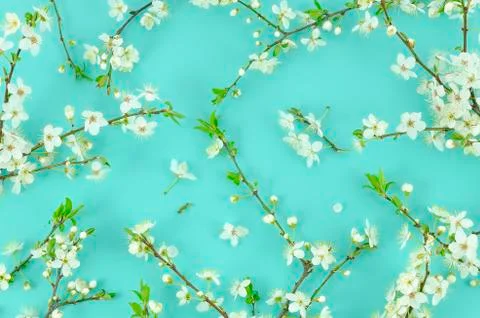 Summer texture made of spring white blossom tree fruit branches on pastel mint Stock Photos