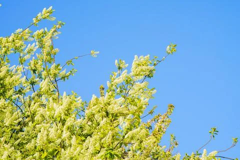 Summer themed spring background Stock Photos