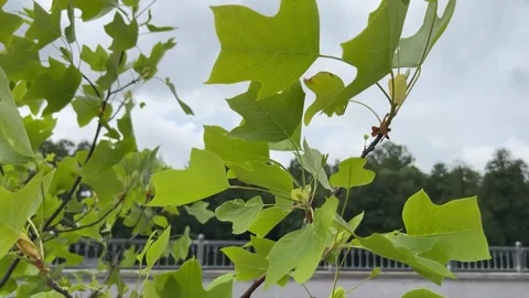 In summer, there are many water lilies growing on the Mukhovets River embankment Stock Footage 314761623