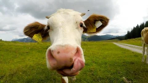 Summer time in the Austrian alps. Stock Photos